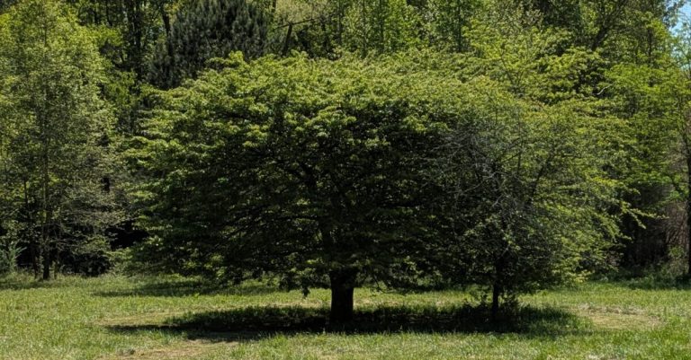 See the new Alabama Champion Tree at Red Mountain Park See the new Alabama Champion Tree at Red Mountain Park