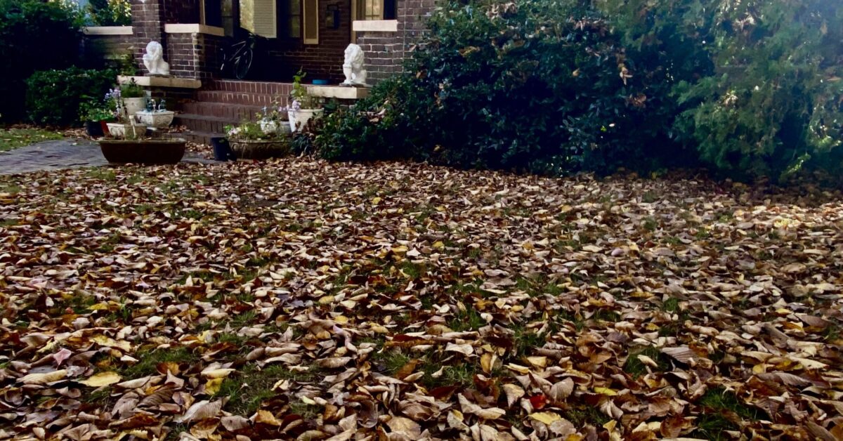 Why you need to leave the leaves in Birmingham