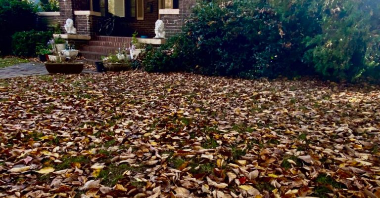 Why you need to leave the leaves in Birmingham Why you need to leave the leaves in Birmingham