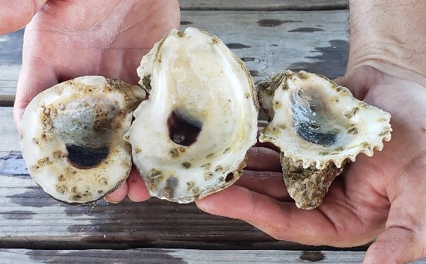Love Gulf oysters? Auburn students are raising them from hatchery to harvest Love Gulf oysters? Auburn students are raising them from hatchery to harvest