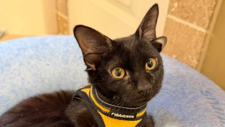 Birmingham foster kitten with rare genetic mutation attracts national attention Birmingham foster kitten with rare genetic mutation attracts national attention