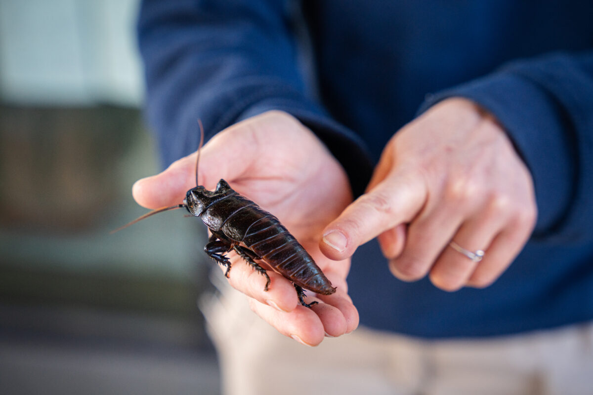 How the Birmingham Zoo turned a roach into Valentine’s Day fun