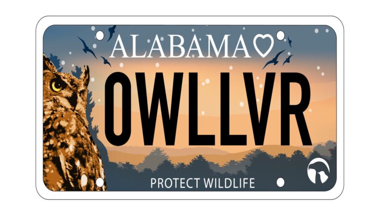 Alabama’s first wildlife rescue license plate is coming to the DMV: How to get the owl tag Alabama’s first wildlife rescue license plate is coming to the DMV: How to get the owl tag