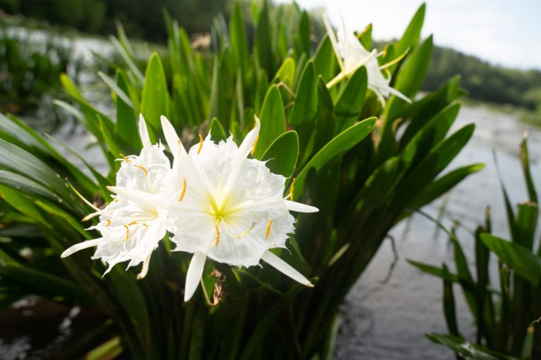 Don’t miss Cahaba lily season—here’s how to experience it Don’t miss Cahaba lily season—here’s how to experience it
