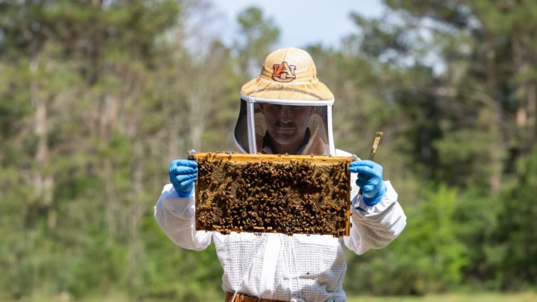 Love Alabama’s fresh fruit + flowers? Thank these pollinators Love Alabama’s fresh fruit + flowers? Thank these pollinators