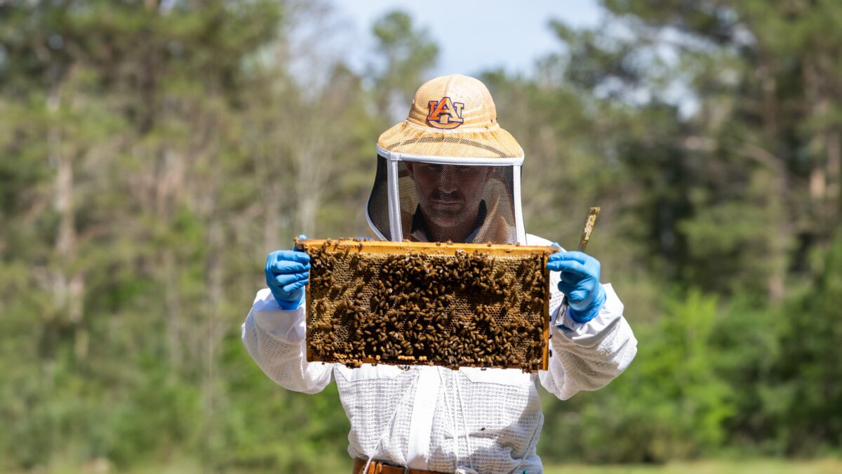Love Alabama’s fresh fruit + flowers? Thank these pollinators