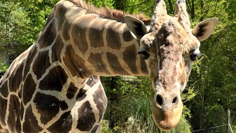 Birmingham Zoo mourns loss of beloved giraffe Jalil Birmingham Zoo mourns loss of beloved giraffe Jalil