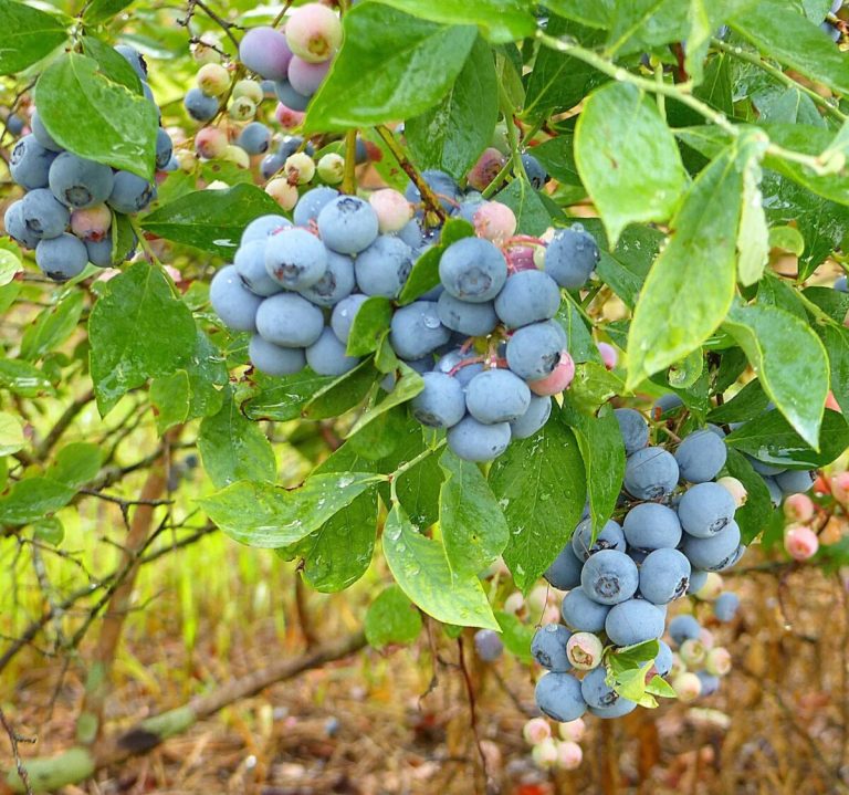 5 u-pick blueberry farms less than an hour from Birmingham 5 u-pick blueberry farms less than an hour from Birmingham