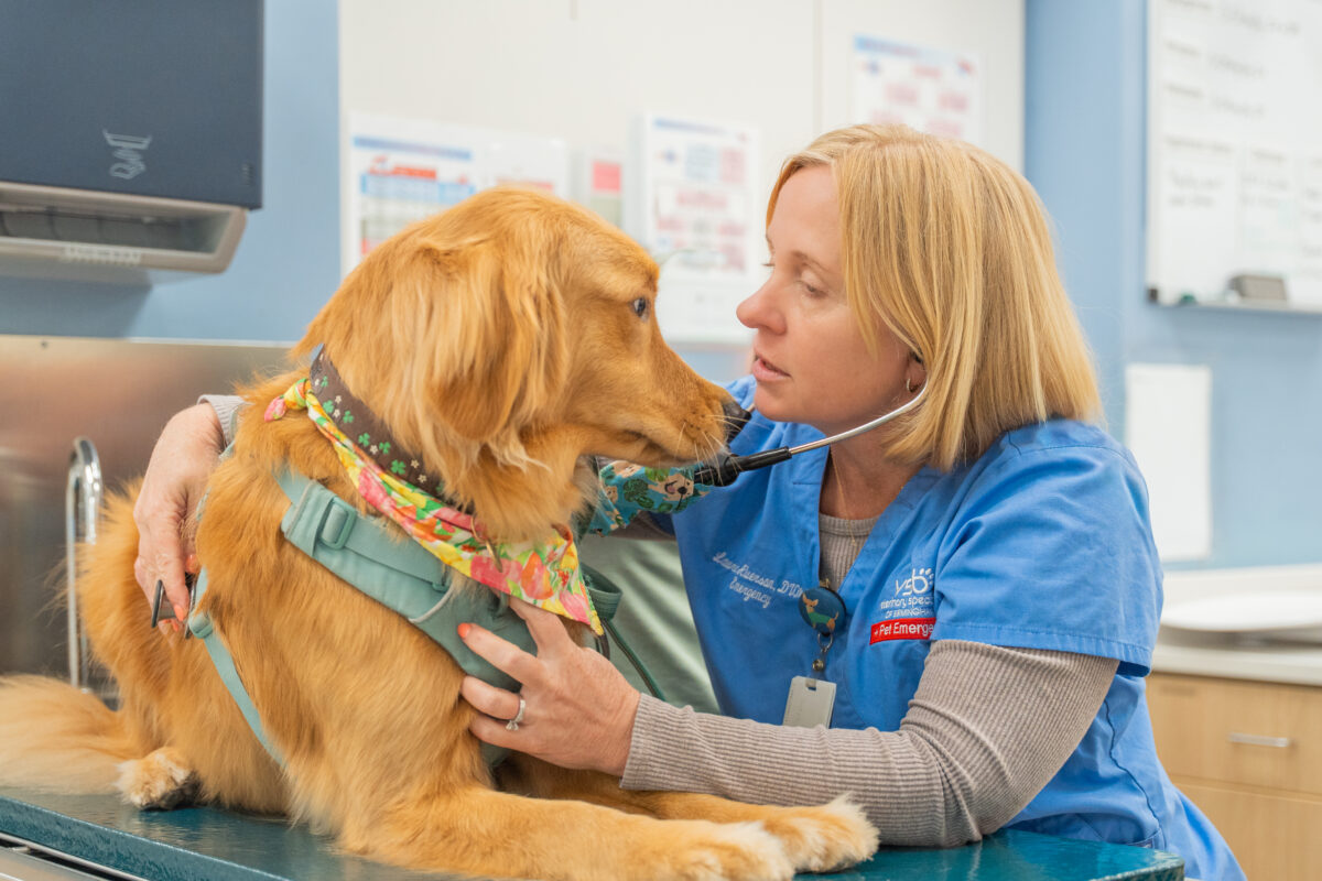 6 common warning signs for when to take pets to the ER, according to Bham expert...