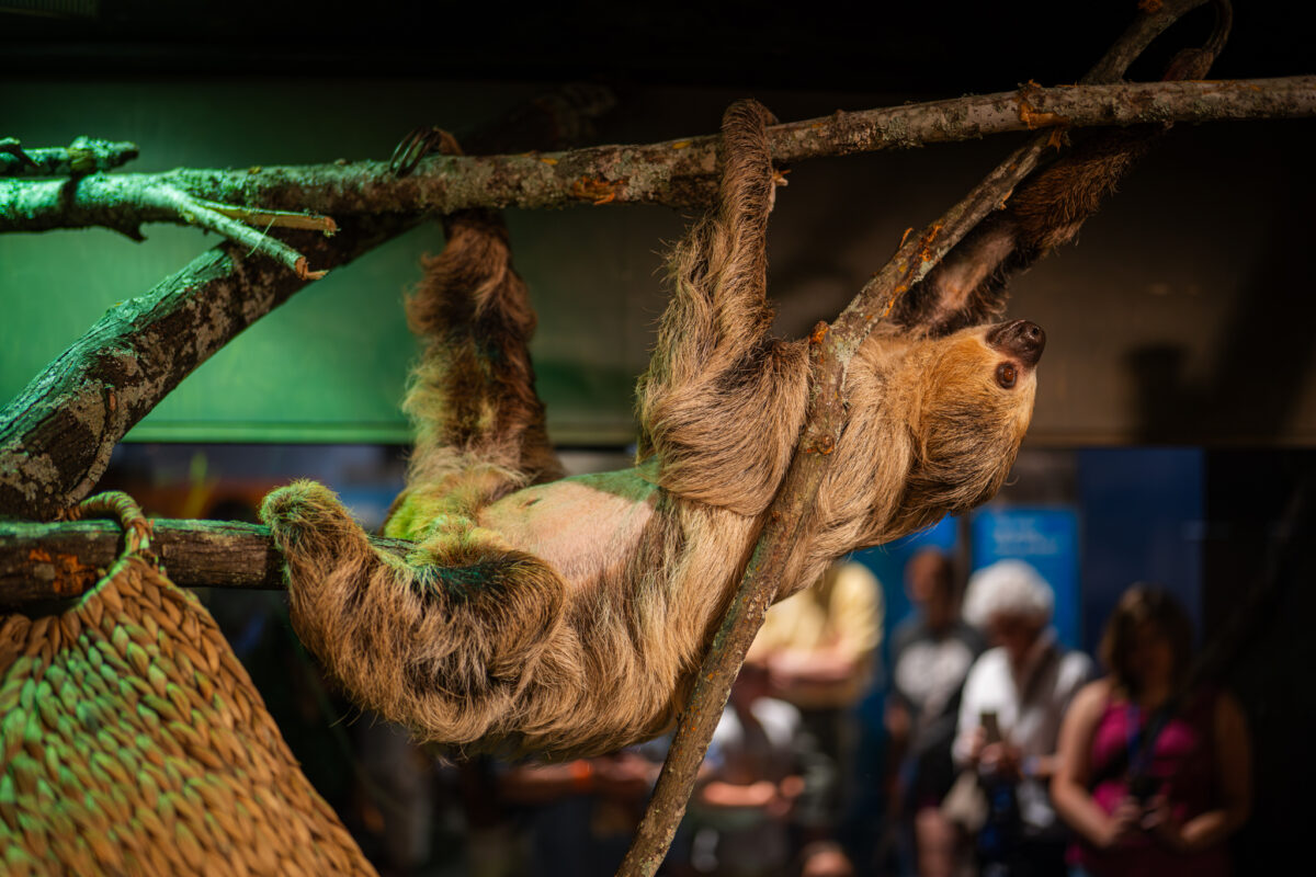 Meet a sloth, pet a python + more at this amazing new animal exhibit By Patience Itson LAST UPDATED 06/25/26 Reviewed by: Cindy Hatcher Reading time: 5 minutes