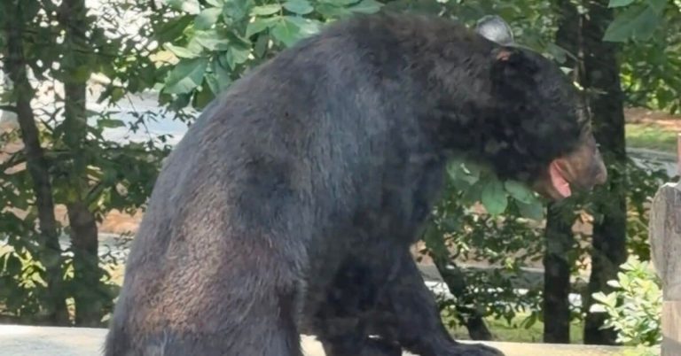 ‘North Shelby County’ Black Bear is this summer’s social media sensation ‘North Shelby County’ Black Bear is this summer’s social media sensation