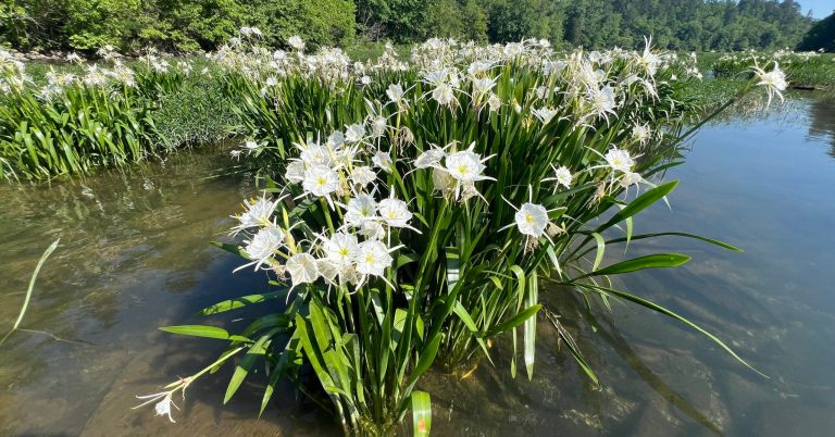 Cahaba River Coalition acquires 151 acres for conservation in Bibb County Cahaba River Coalition acquires 151 acres for conservation in Bibb County