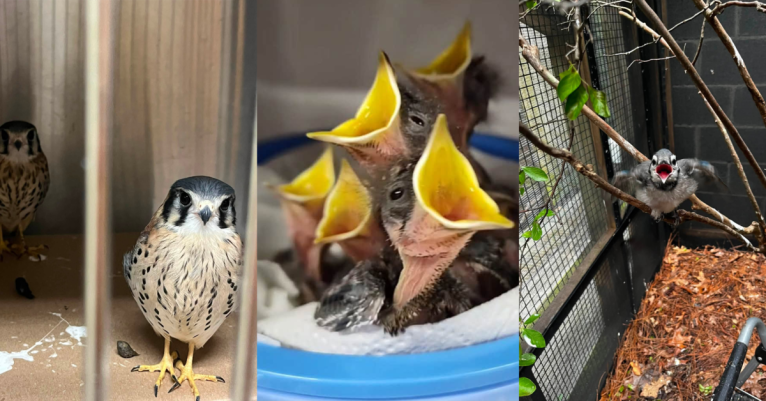 Urgent need at Alabama Wildlife Center: 4 ways you can help Urgent need at Alabama Wildlife Center: 4 ways you can help