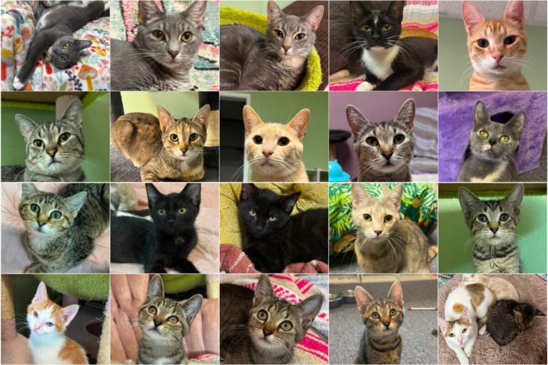 Alabaster’s Lotus Catfe closing Aug. 31: How to help + adopt cats Alabaster’s Lotus Catfe closing Aug. 31: How to help + adopt cats