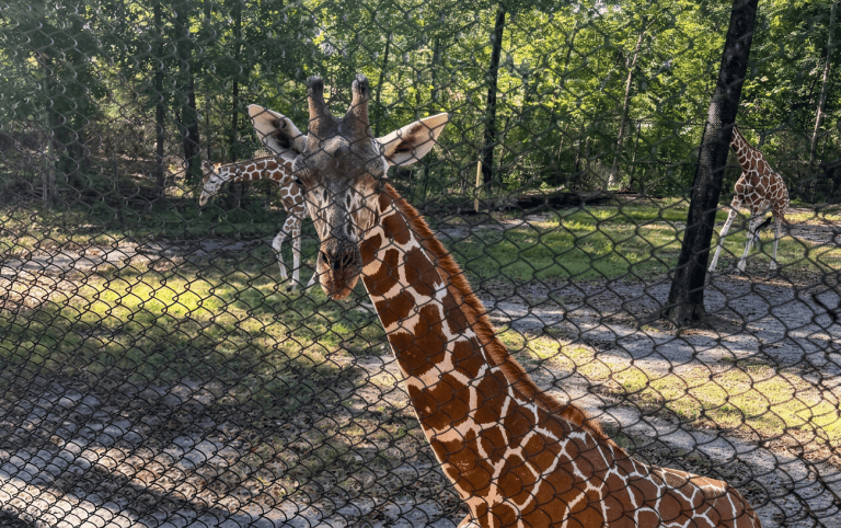 Meet Onduli, The Birmingham Zoo’s newest giraffe Meet Onduli, The Birmingham Zoo’s newest giraffe