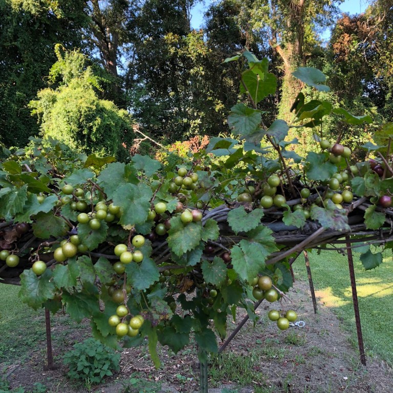 4 u-pick vineyards to find muscadine grapes and wine around Birmingham 4 u-pick vineyards to find muscadine grapes and wine around Birmingham
