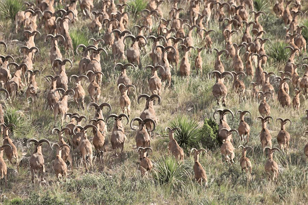Texas Provides Aoudad to the Checklist of Animals You Can Hunt from Helicopters Texas Provides Aoudad to the Checklist of Animals You Can Hunt from Helicopters