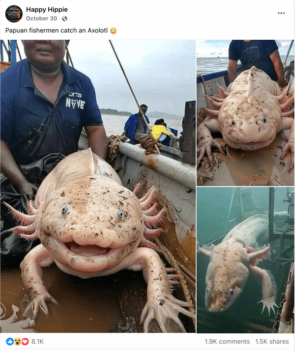 The Origin of Photographs Supposedly Exhibiting Large ‘Axolotl’ Sea Creature The Origin of Photographs Supposedly Exhibiting Large ‘Axolotl’ Sea Creature