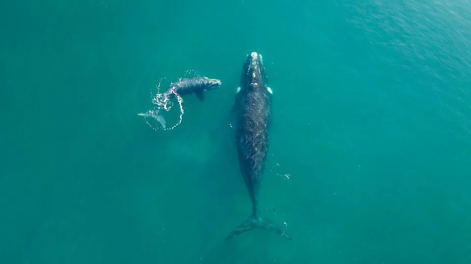 Gorgeous Drone Footage Captures the Second a Huge Whale Approaches an Unsuspecting Paddleboarder Gorgeous Drone Footage Captures the Second a Huge Whale Approaches an Unsuspecting Paddleboarder