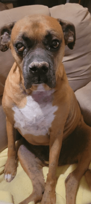 El Paso Police ask to your assist in lacking lady, canine final seen in Higher Valley El Paso Police ask to your assist in lacking lady, canine final seen in Higher Valley