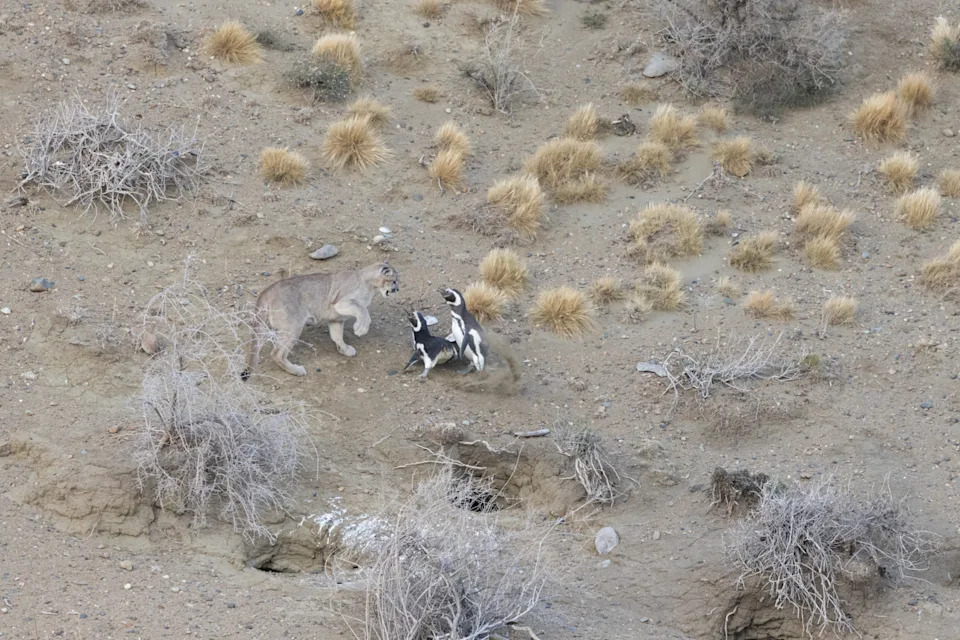 Pumas got here again to Patagonia—and met penguins. What occurred subsequent shocked scientists. Pumas got here again to Patagonia—and met penguins. What occurred subsequent shocked scientists.