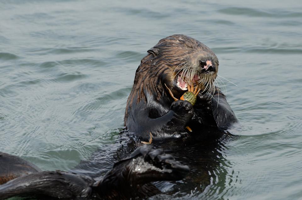 Out-of-control invasive species has met its match: Cute and hungry otters Out-of-control invasive species has met its match: Cute and hungry otters
