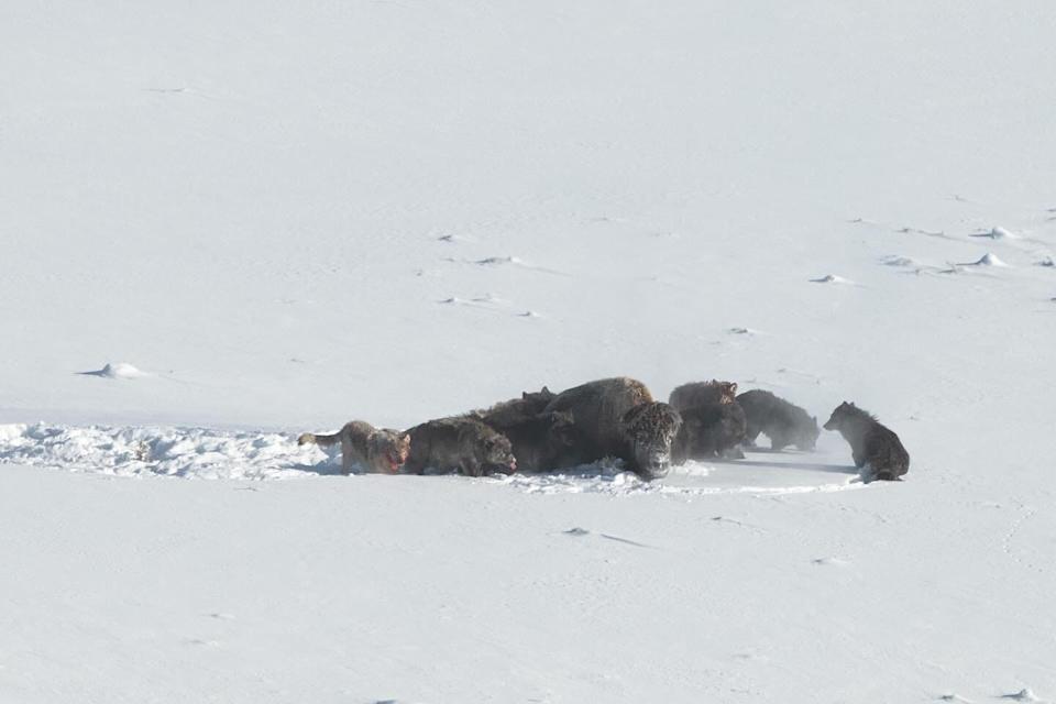 Bison ‘thunder’ by way of crowd of panicked Yellowstone vacationers Bison ‘thunder’ by way of crowd of panicked Yellowstone vacationers