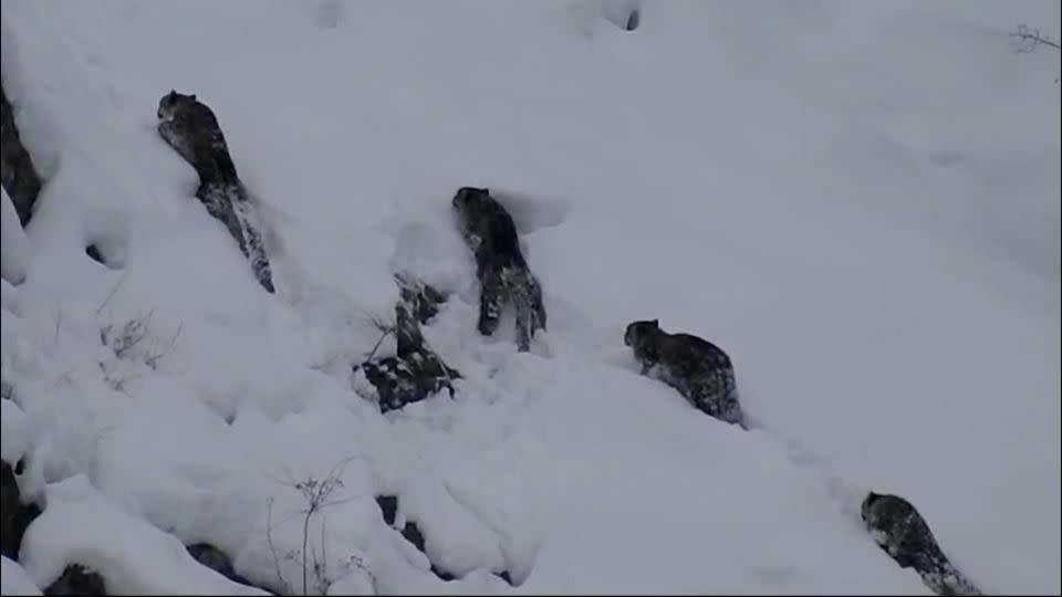 Uncommon sighting of 4 snow leopards collectively sparks frenzy of pleasure Uncommon sighting of 4 snow leopards collectively sparks frenzy of pleasure