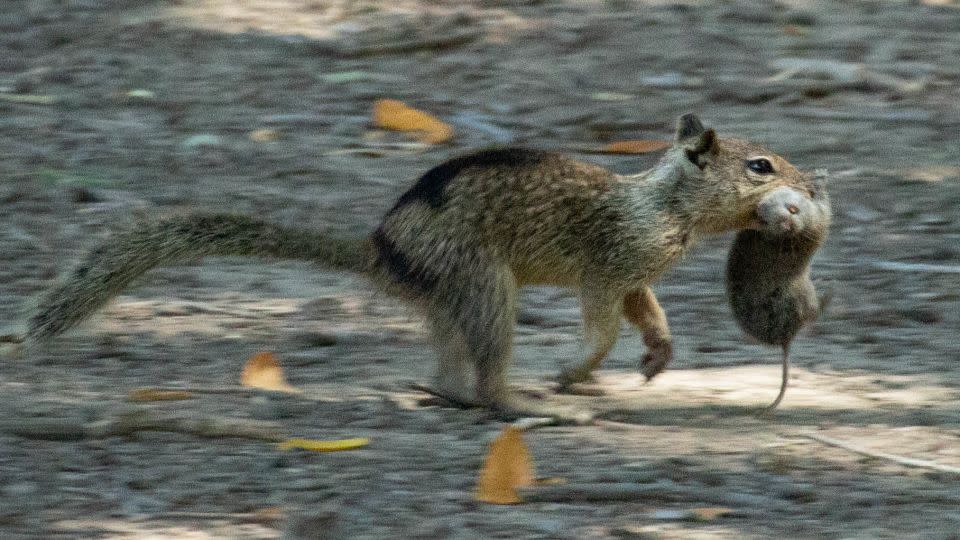California squirrels are consuming one other rodent for the primary time, new examine finds California squirrels are consuming one other rodent for the primary time, new examine finds