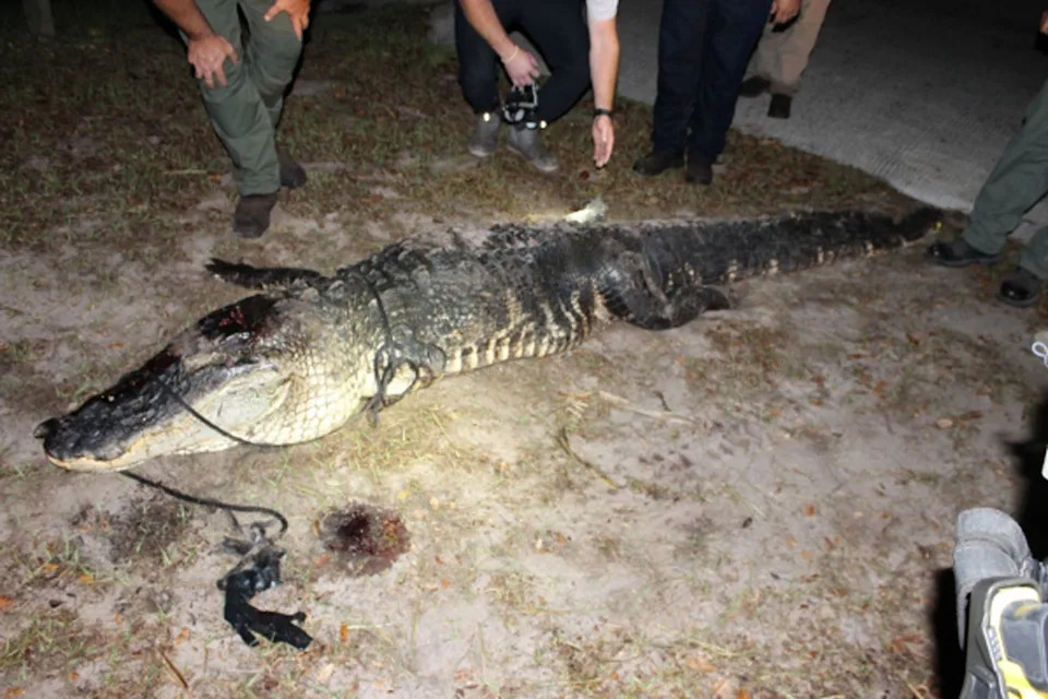 Husband Noticed Spouse’s Torso in Alligator’s Mouth. She Was ‘Momentarily’ Launched Earlier than Animal Attacked Once more and Swam Away with Her Husband Noticed Spouse’s Torso in Alligator’s Mouth. She Was ‘Momentarily’ Launched Earlier than Animal Attacked Once more and Swam Away with Her