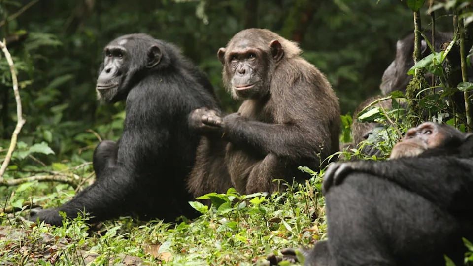 Chimpanzees in Uganda are locked in a lethal ‘civil conflict’ after their group cut up aside — and scientists do not know why Chimpanzees in Uganda are locked in a lethal ‘civil conflict’ after their group cut up aside — and scientists do not know why