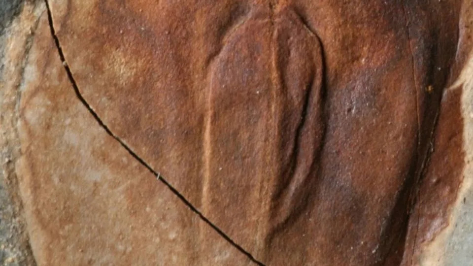 The ‘Nice Dying’ worn out 90% of life, then got here 5 million years of deadly warmth. New fossils clarify why The ‘Nice Dying’ worn out 90% of life, then got here 5 million years of deadly warmth. New fossils clarify why