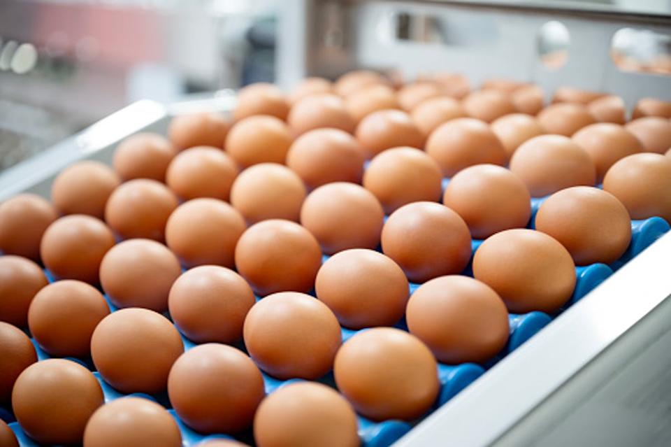 Six egg manufacturers recalled over salmonella contamination Six egg manufacturers recalled over salmonella contamination
