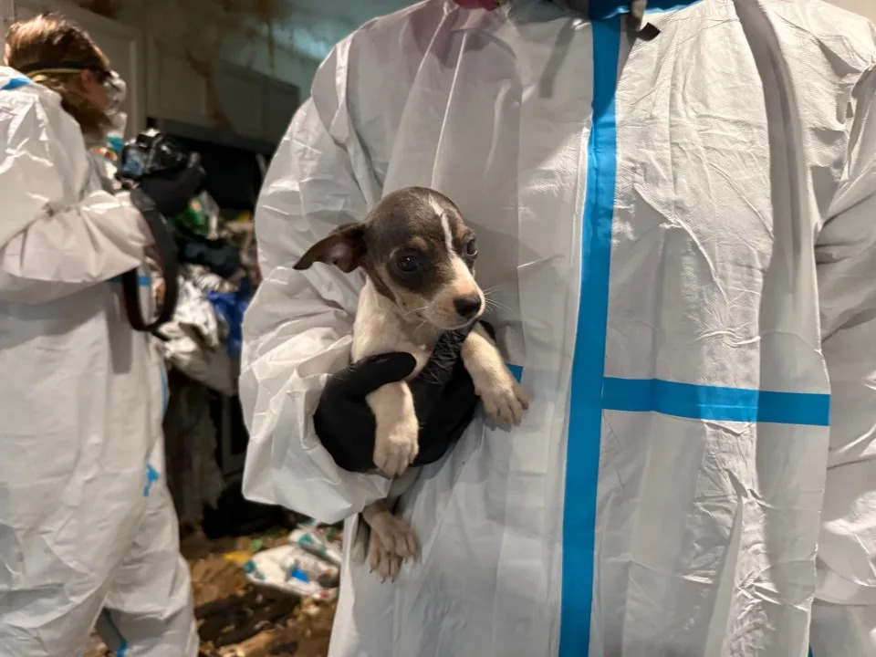 San Diego Humane Society rescues 40 canines from La Mesa condo San Diego Humane Society rescues 40 canines from La Mesa condo