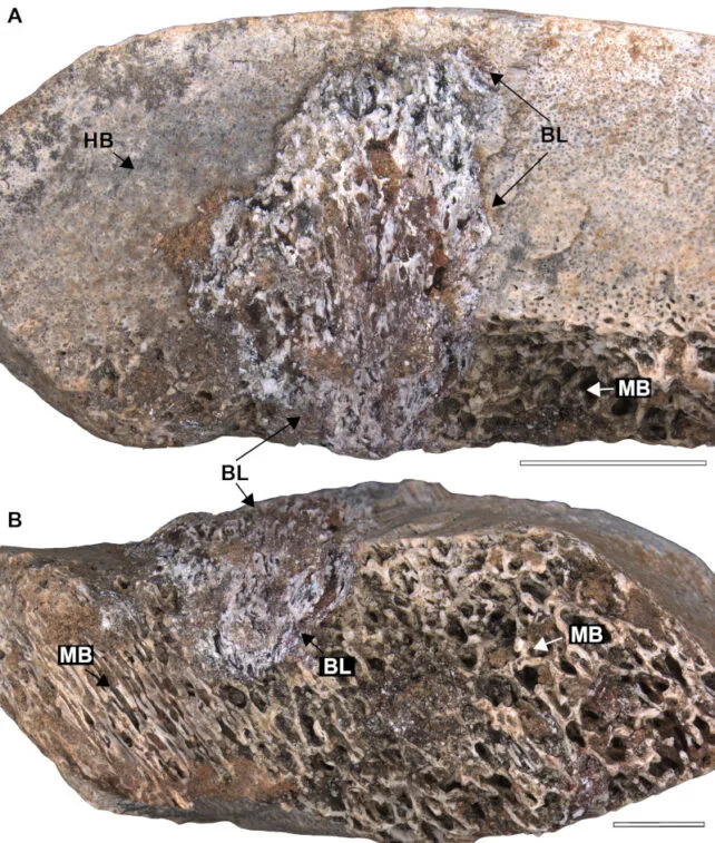 Large Dinosaurs Have been Riddled With a Devastating Illness, Fossils Present Large Dinosaurs Have been Riddled With a Devastating Illness, Fossils Present