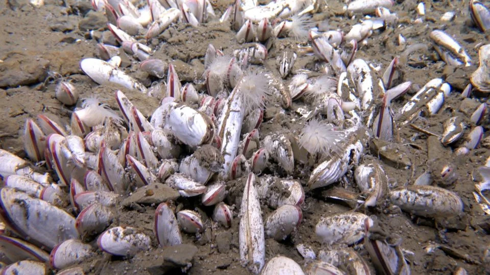 Scientists say they cruised the ocean in a deep-sea submersible and got here throughout an undiscovered ecosystem Scientists say they cruised the ocean in a deep-sea submersible and got here throughout an undiscovered ecosystem