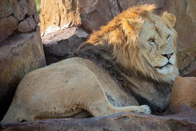 Kidnappers Deliberate to Pressure a 12-Yr-Previous Lady into Marriage. A Pleasure of Lions Got here To Her Rescue Kidnappers Deliberate to Pressure a 12-Yr-Previous Lady into Marriage. A Pleasure of Lions Got here To Her Rescue
