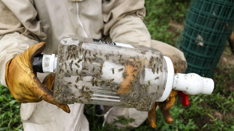 ‘Homicide hornet’ swarm kills father and son ziplining, pair stung greater than 100 instances ‘Homicide hornet’ swarm kills father and son ziplining, pair stung greater than 100 instances