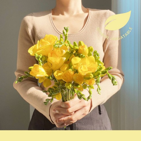 프리지아 후리지아 생화 꽃다발 택배 20줄기, 포장추가, 20개