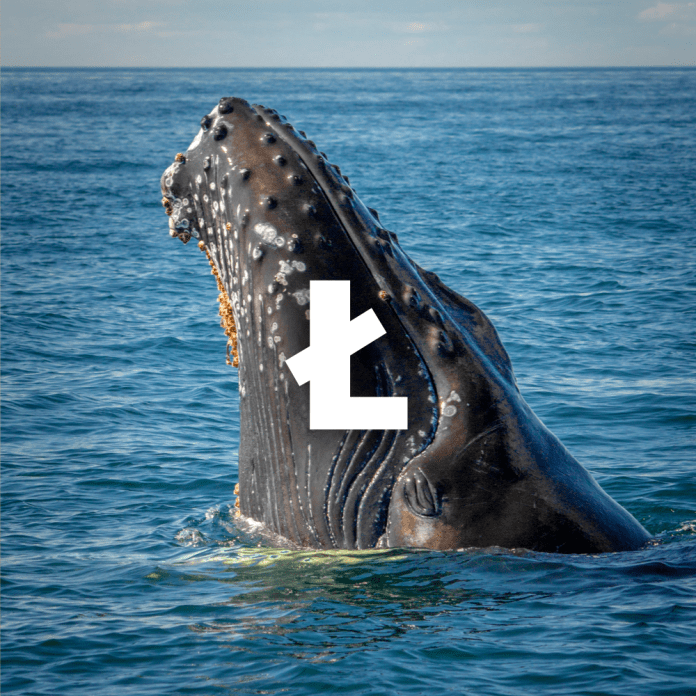 A Mysterious Litecoin Whale Simply Moved bn+ A Mysterious Litecoin Whale Simply Moved bn+
