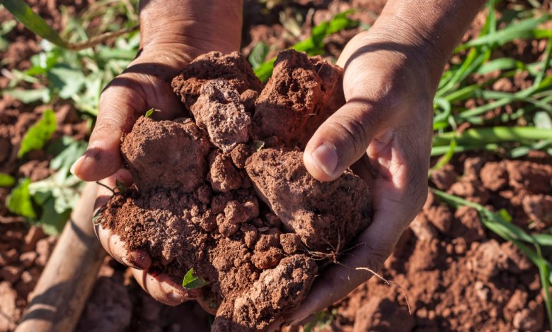 How climate change affects your intestinal health How climate change affects your intestinal health