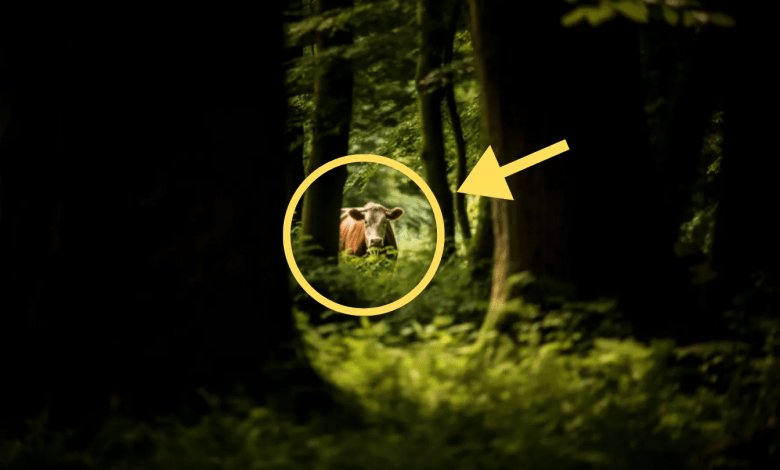 The farmer finds the missing cow after 8 months – when he gets closer, he becomes pale! The farmer finds the missing cow after 8 months – when he gets closer, he becomes pale!