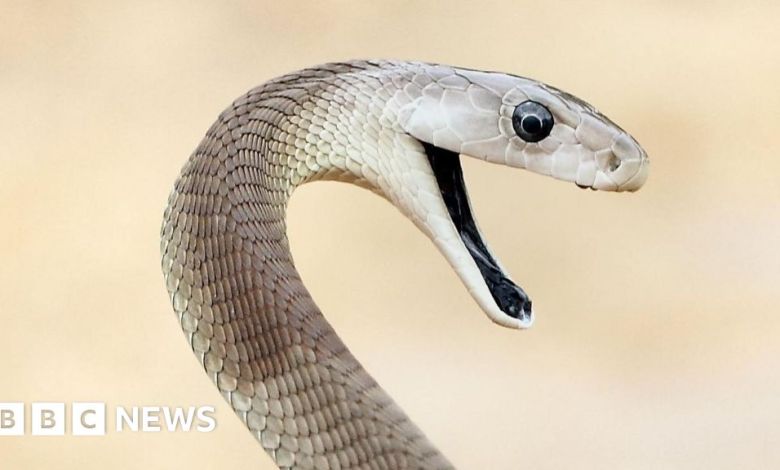 “Unrivaled” snake makes the man bitten 200 times “Unrivaled” snake makes the man bitten 200 times