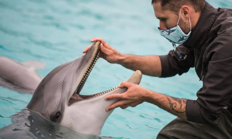 Google using AI to decode the secret language of dolphins Google using AI to decode the secret language of dolphins
