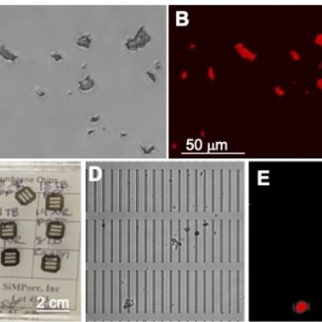 The health impacts of microplastics are studied using a Xenopus amphibian model. The health impacts of microplastics are studied using a Xenopus amphibian model.