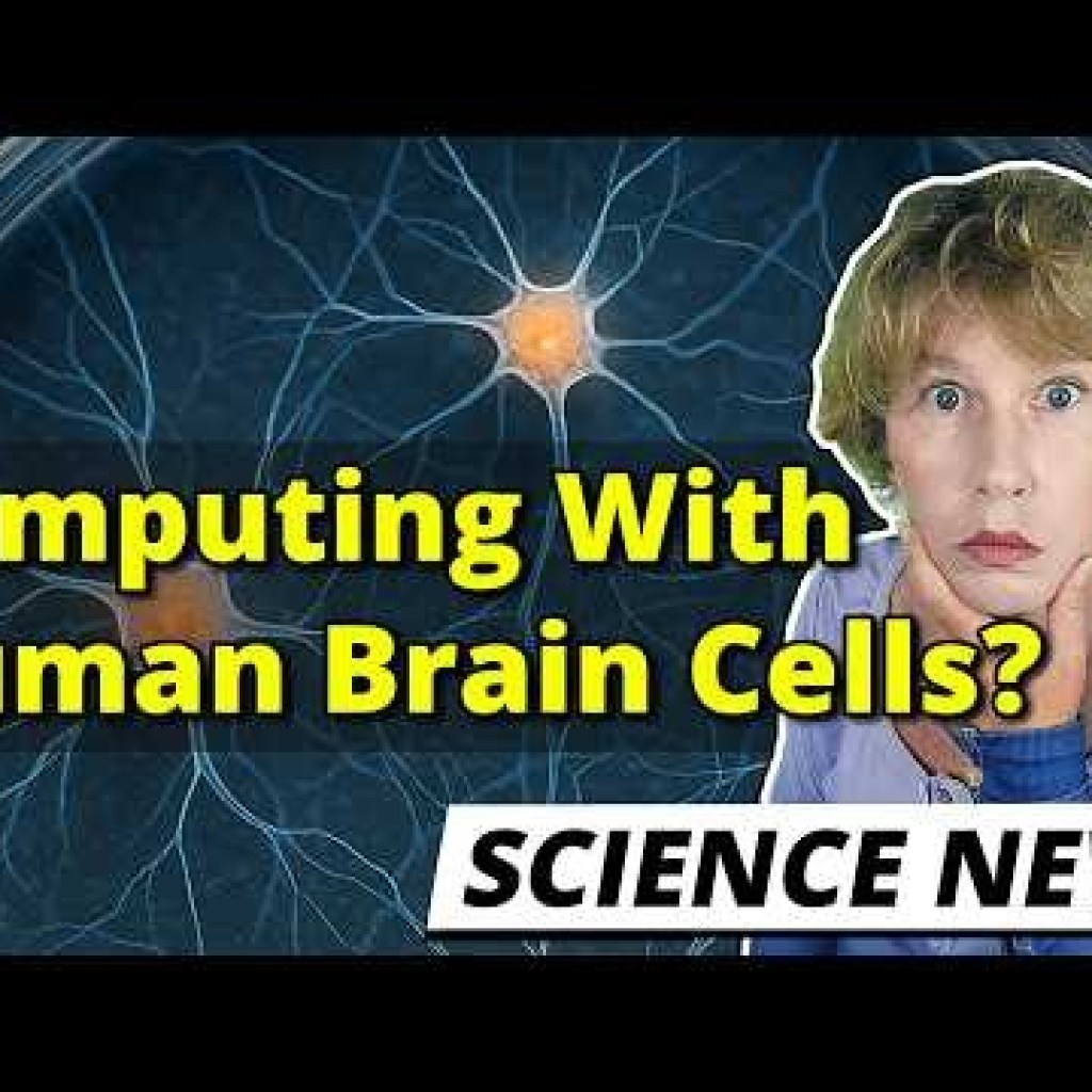 Scientists Compute With Human Brain Cells Scientists Compute With Human Brain Cells