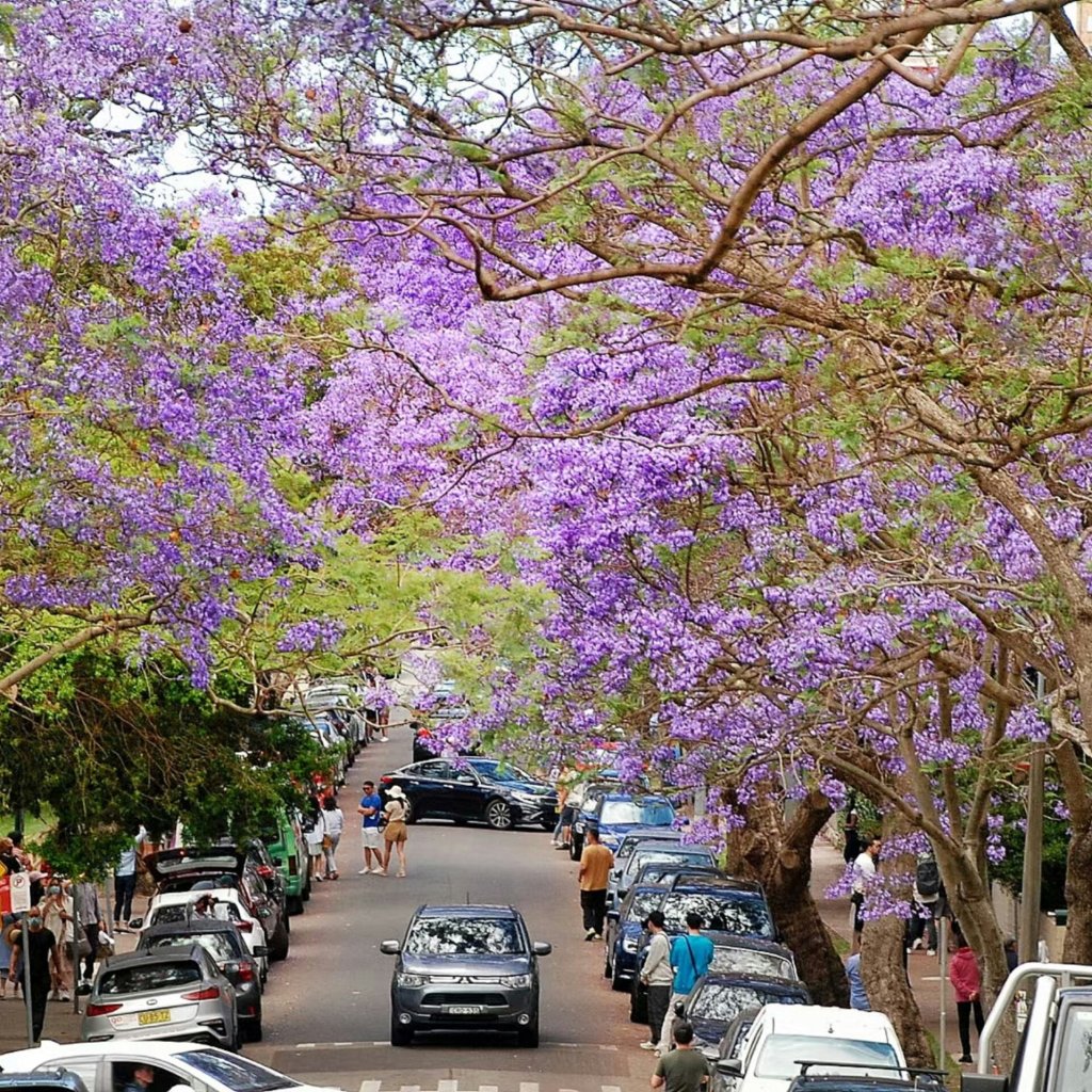 Common street trees show surprising resilience to growing heat in Australia Common street trees show surprising resilience to growing heat in Australia