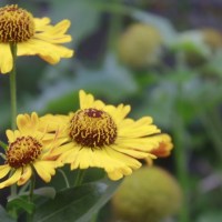 Bodyscan Meditation MBSR 30 Minuten Bodyscan Meditation MBSR 30 Minuten