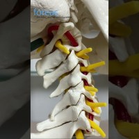 Daher kann dein Schwindel kommen #schwindel #gesundheit #physiotherapie #Benommenheit #wohlbefinden Daher kann dein Schwindel kommen #schwindel #gesundheit #physiotherapie #Benommenheit #wohlbefinden