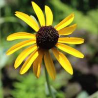 Compassionate Body Scan – 20 Minute Guided Meditation Compassionate Body Scan – 20 Minute Guided Meditation